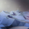 مجموعه مناظر Low Poly